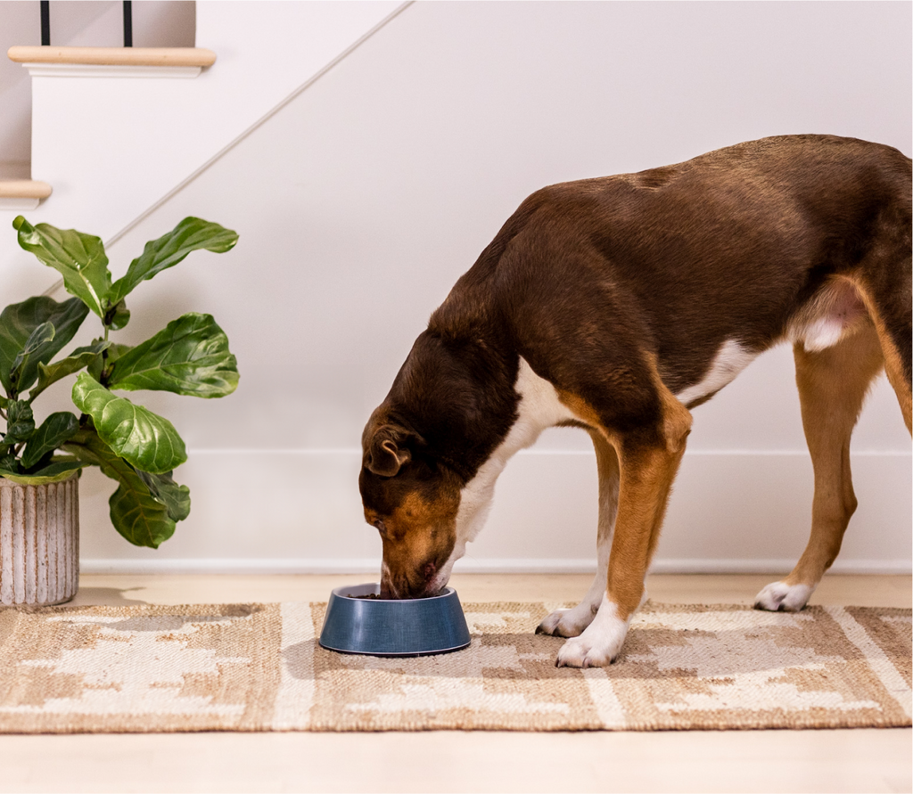 Farmer's Table Pork & Ancient Grains Dog Kibble